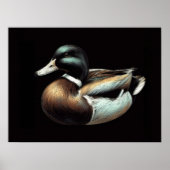 Pastel Zeichnend Duck Decoy Poster (Vorne)