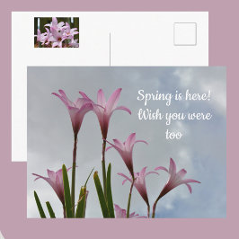 Pastell Pink Rain Lilies Floral Vermisst Sie Postkarte