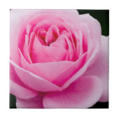 Pastell Pink Rose Tile Fliese (Vorderseite)
