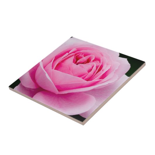 Pastell Pink Rose Tile Fliese (Seite)