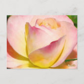 Pastell Rose Tischnummer Postkarte (Rückseite)