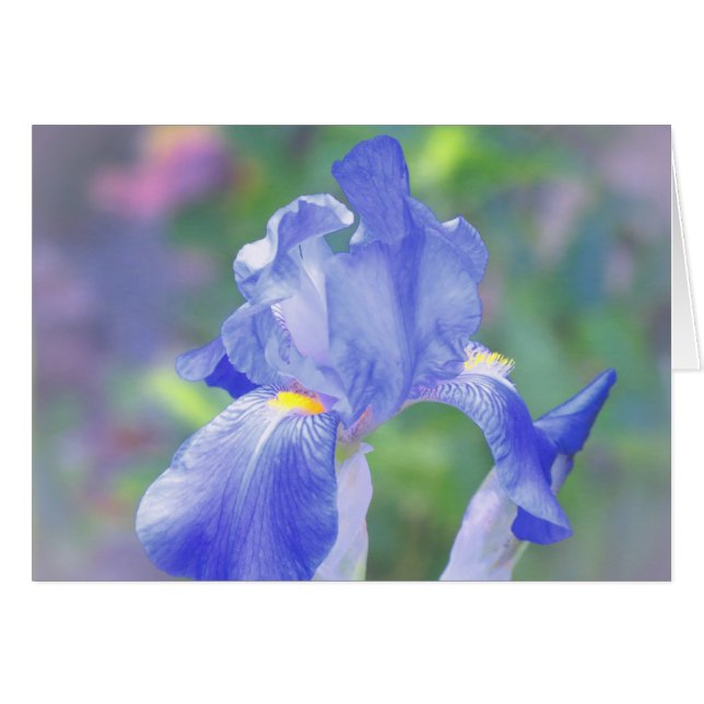 Pastellblau - Iris (Vorderseite (Horizontal))