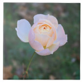 Pastellfarbene, rosa Gelbe Rose Fliese (Vorderseite)