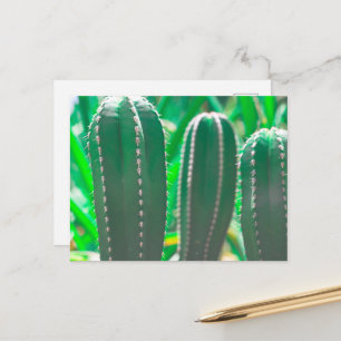 Pastellgrüne Kaktuspflanze Blätter Pastell Postkarte