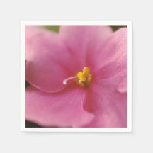 Pastellrosa Afrikanisches Veilchen (Saintpaulia) B