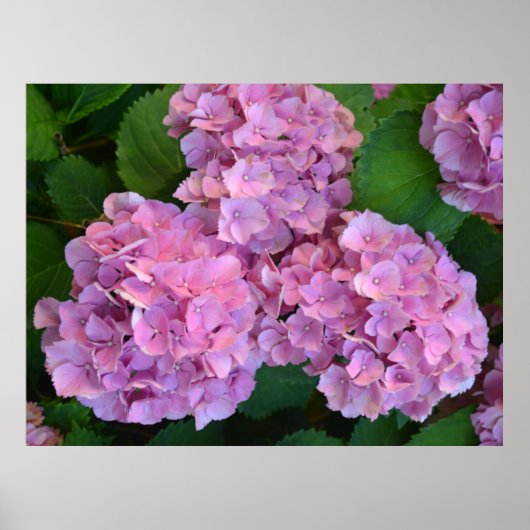 Pastellrosa Hortensia Hydrangea Blume Poster (Vorne)