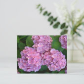 Pastellrosa Hortensia Hydrangea Blume Postkarte (Stehend Vorderseite)