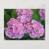 Pastellrosa Hortensia Hydrangea Blume Postkarte (Vorderseite)