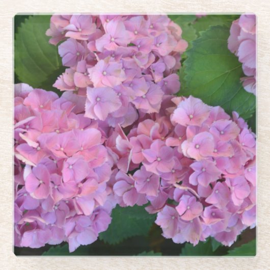 Pastellrosa Hortensia hydrangea Blüte Glasuntersetzer (Vorderseite)