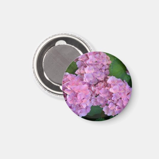 Pastellrosa Hortensia hydrangea Blüte Magnet (Vorderseite/Rückseite)