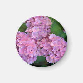 Pastellrosa Hortensia hydrangea Blüte Magnet