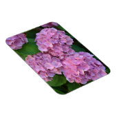 Pastellrosa Hortensia hydrangea Blüte Magnet (Rechte Seite)