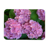 Pastellrosa Hortensia hydrangea Blüte Magnet (Horizontal)