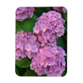 Pastellrosa Hortensia hydrangea Blüte Magnet (Vertikal)
