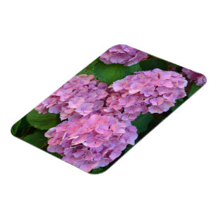 Pastellrosa Hortensia hydrangea Blüte Magnet