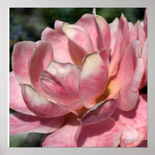 Pastellrosa Rose Poster drucken