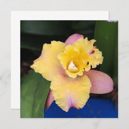 Pastellrosa und Gelborchid (Vorne/Hinten)