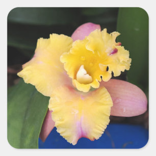 Pastellrosa und Gelborchid Quadratischer Aufkleber
