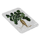 Pastinake 1 magnet (Rechte Seite)