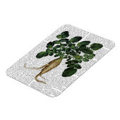 Pastinake 1 magnet (Linke Seite)