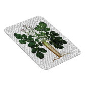 Pastinake 3 magnet (Rechte Seite)
