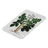 Pastinake 3 magnet (Linke Seite)