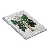 Pastinake 3 notizblock (Rechte Seite)