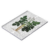 Pastinake 3 notizblock (Linke Seite)