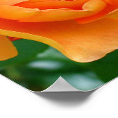 Pat Austin Rose Poster (Ecke)