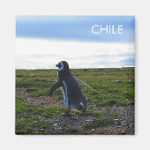 Patagonia Chile Penguin Magnet (Vorne)
