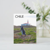 Patagonia Chile Penguin - Vertikal Postkarte (Stehend Vorderseite)