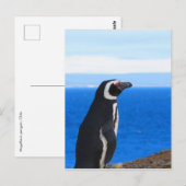 Patagonia Penguin Postkarte (Vorne/Hinten)