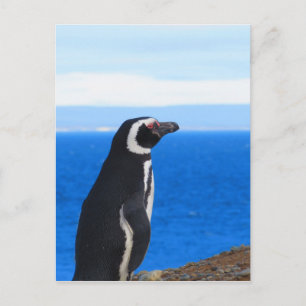 Patagonia Penguin Postkarte