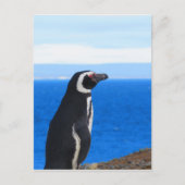 Patagonia Penguin Postkarte (Vorderseite)