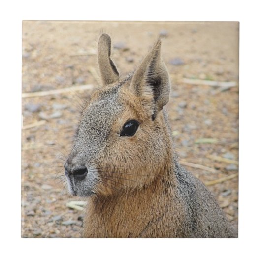 PATAGONIAN MARA FLIESE (Vorderseite)