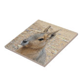 PATAGONIAN MARA FLIESE (Seite)
