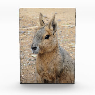 PATAGONIAN MARA FOTOBLOCK