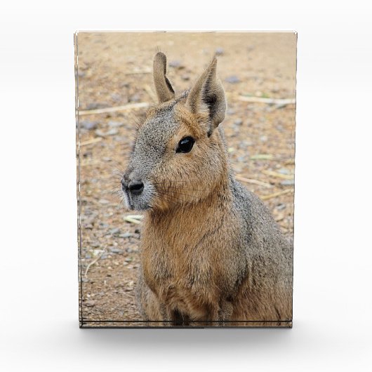 PATAGONIAN MARA FOTOBLOCK (Vorderseite)