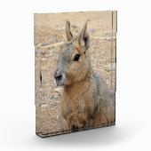 PATAGONIAN MARA FOTOBLOCK (Links)