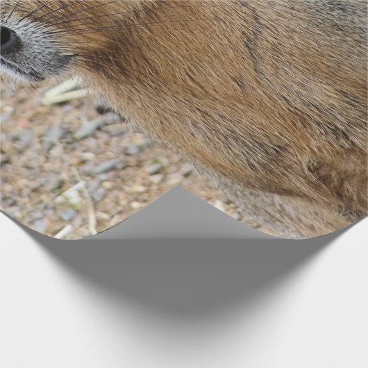 PATAGONIAN MARA GESCHENKPAPIER (Ecke)
