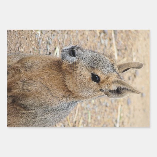 PATAGONIAN MARA GESCHENKPAPIER SET (Vorderseite)
