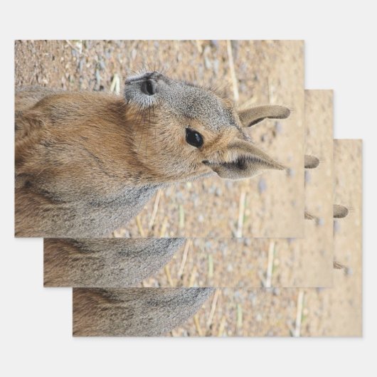 PATAGONIAN MARA GESCHENKPAPIER SET (Set)