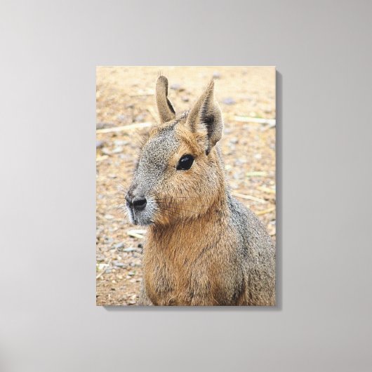 PATAGONIAN MARA LEINWANDDRUCK (Vorderseite)