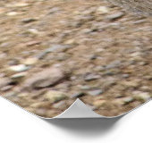 PATAGONIAN MARA POSTER (Ecke)