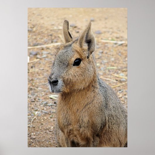 PATAGONIAN MARA POSTER (Vorne)