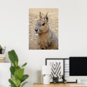 PATAGONIAN MARA POSTER (Heimbüro)