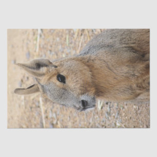 PATAGONIAN MARA SEIDENPAPIER