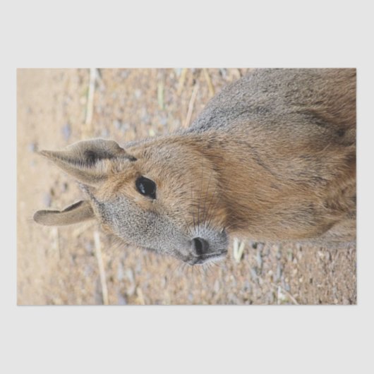 PATAGONIAN MARA SEIDENPAPIER (Vorderseite)