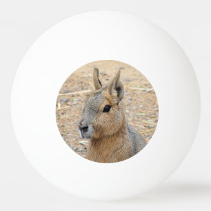 PATAGONIAN MARA TISCHTENNISBALL