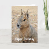 PATAGONIAN MARA WILD TIERE KARTE (Vorderseite)